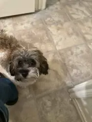Lost Male Dog last seen ExxonMobil Baton Rouge Chemical North, Baton Rouge, LA 70805