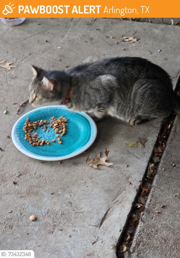 Found/Stray Unknown Cat last seen Perrin, Arlington, TX 76010