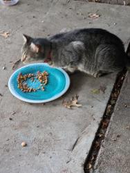 Found/Stray Unknown Cat last seen Perrin, Arlington, TX 76010