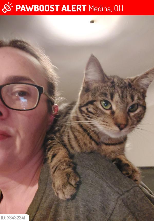Lost Female Cat last seen Medina fire station, Medina, OH 44256