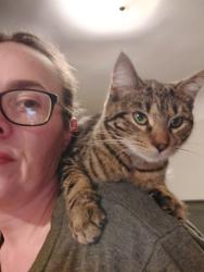 Lost Female Cat last seen Medina fire station, Medina, OH 44256