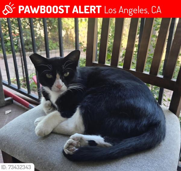 Lost Female Cat last seen Glenalbyn and W Ave 42- W Ave 44- Near Marmion Way, Los Angeles, CA 90065