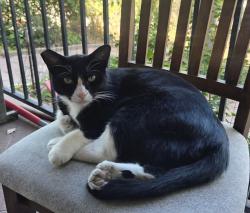 Lost Female Cat last seen Glenalbyn and W Ave 42- W Ave 44- Near Marmion Way, Los Angeles, CA 90065