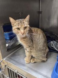Shelter Stray Female Cat last seen Night Drop, Oakland, CA, 1101 29th Ave, Oakland, CA 94601, USA