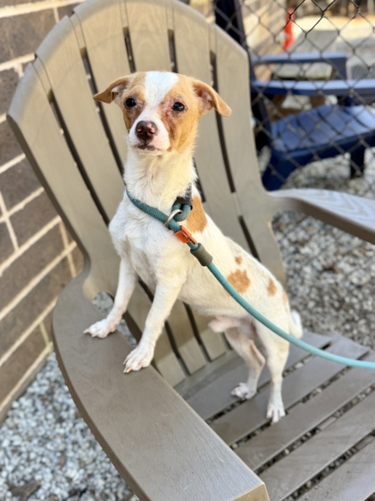 Shelter Stray Male Dog last seen Near Glenrock Drive, 30032, GA, 3280 Chamblee Dunwoody Rd, Chamblee, GA 30341, USA