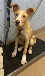Shelter Stray Male Dog last seen Near Briarcliff Gables Circle NE, 30329, GA, 3280 Chamblee Dunwoody Rd, Chamblee, GA 30341, USA