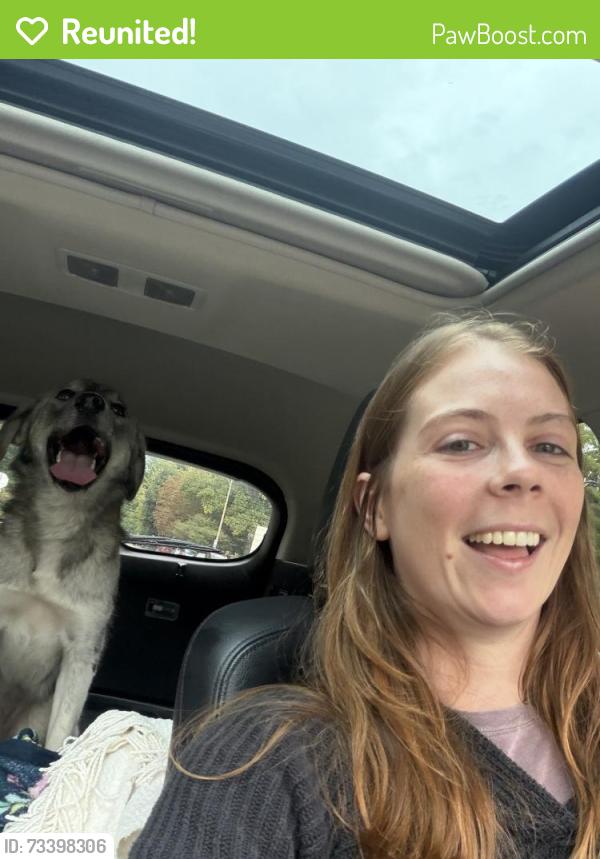 Reunited Female Dog last seen Allen and California, St. Louis, MO 63104