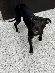Shelter Stray Male Dog last seen Near Stone Cove Dr Sw, South Fulton, GA, 1251 Fulton Industrial Blvd NW, Atlanta, GA 30336, USA
