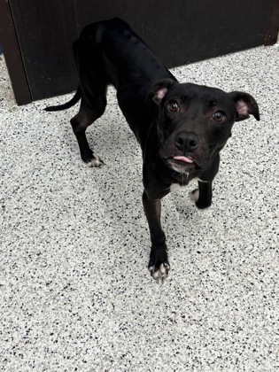 Shelter Stray Male Dog last seen Near Stone Cove Dr Sw, South Fulton, GA, 1251 Fulton Industrial Blvd NW, Atlanta, GA 30336, USA