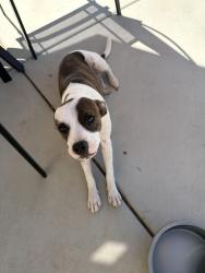 Found/Stray Female Dog last seen Calle celia, Menifee, CA 92585