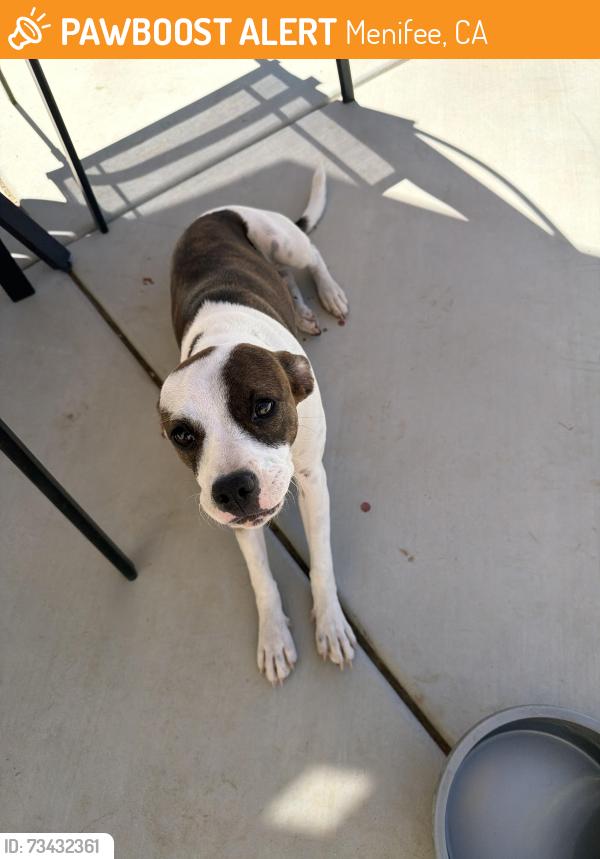Found/Stray Female Dog last seen Calle celia, Menifee, CA 92585