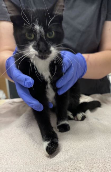 Shelter Stray Female Cat last seen E Truman Rd E & Benton Blvd, KCMO, 64127, 64127, MO, 7077 Elmwood Ave, Kansas City, MO 64132, USA