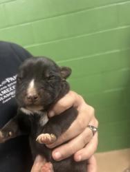 Shelter Stray Male Dog last seen Near Wellington St, 29624, Anderson County, SC, 1320 US-29, Anderson, SC 29626, USA