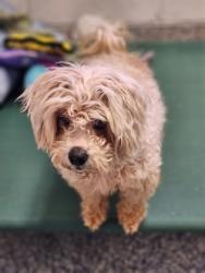 Shelter Stray Female Dog last seen Mulberry Rd, PICKENS COUNTY, SC, 193 County Farm Rd, Pickens, SC 29671, USA