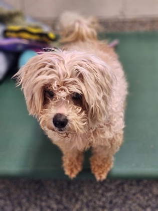 Shelter Stray Female Dog last seen Mulberry Rd, PICKENS COUNTY, SC, 193 County Farm Rd, Pickens, SC 29671, USA