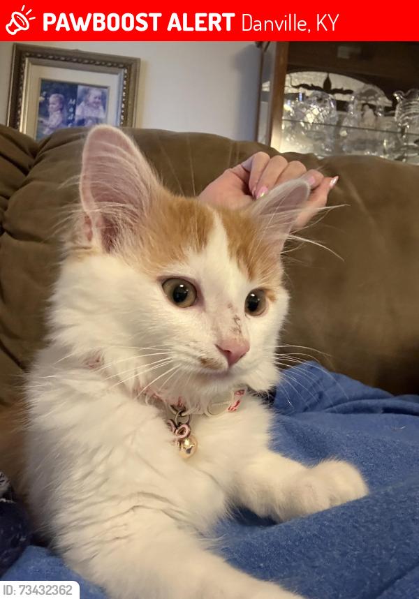 Lost Male Cat last seen Big Lots, Danville, KY 40422