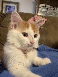Lost Male Cat last seen Big Lots, Danville, KY 40422