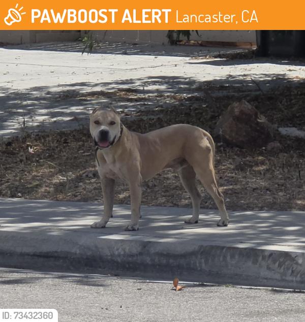 Found/Stray Unknown Dog last seen 30th and j east, Lancaster, CA 93535