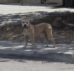 Found/Stray Unknown Dog last seen 30th and j east, Lancaster, CA 93535