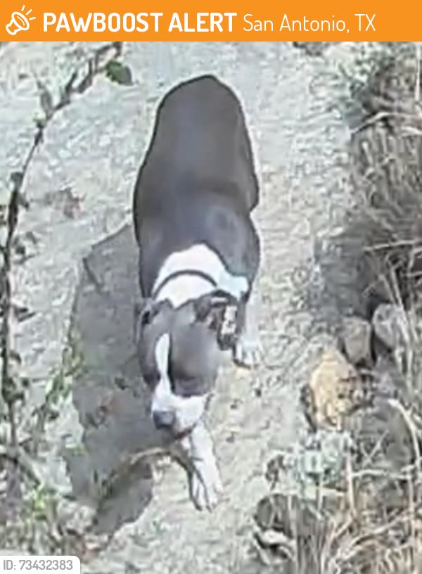 Found/Stray Unknown Dog last seen Ruidosa Downs and Candelaria, San Antonio, TX 78023