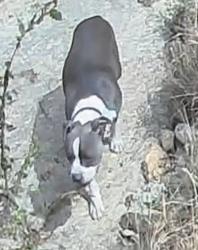 Found/Stray Unknown Dog last seen Ruidosa Downs and Candelaria, San Antonio, TX 78023