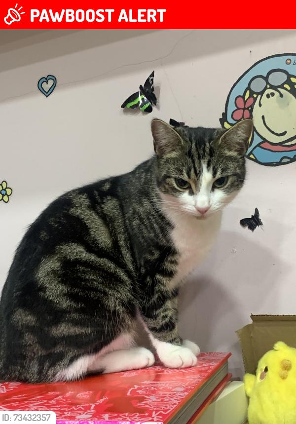Lost Female Cat last seen Manchester Road, Audenshaw, Audenshaw, England 