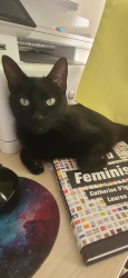 Lost Male Cat last seen Avenida grande 92129, San Diego, CA 92129