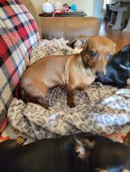 Reunited Female Dog last seen Belsay Ave. & Carlisle Ct, College Station, TX 77845