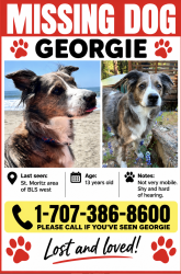Lost Female Dog last seen St. Moritz, Blue Lake Springs, Arnold, CA, Arnold, CA 95223