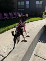 Lost Female Dog last seen Washington and old dominion trail, Reston, VA 20190