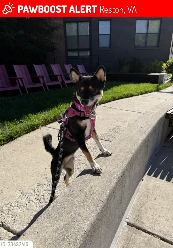 Lost Female Dog last seen Washington and old dominion trail, Reston, VA 20190