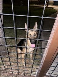 Found/Stray Male Dog last seen Woodlawn lake, San Antonio, TX 78201