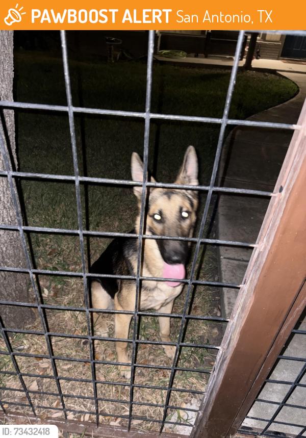 Found/Stray Male Dog last seen Woodlawn lake, San Antonio, TX 78201