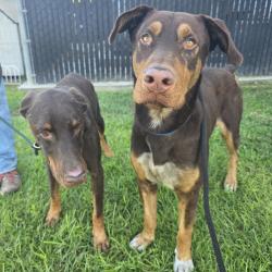 Found/Stray Male Dog last seen 7th and daisy near drake park 951 Maine Ave, Long Beach, CA 90813, Long Beach, CA 90813