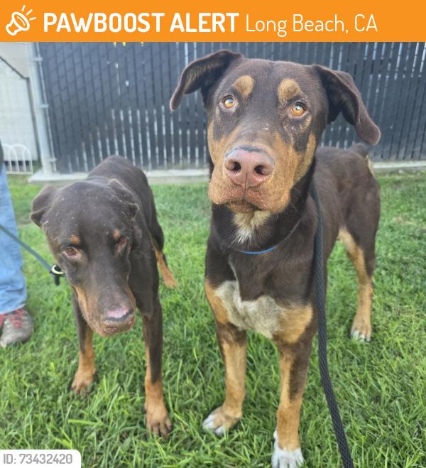 Found/Stray Male Dog last seen 7th and daisy near drake park 951 Maine Ave, Long Beach, CA 90813, Long Beach, CA 90813