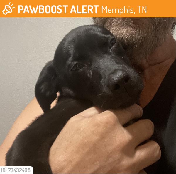 Found/Stray Male Dog last seen apmt building, Memphis, TN 38106