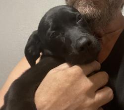 Found/Stray Male Dog last seen apmt building, Memphis, TN 38106