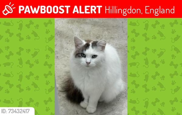 Lost Female Cat last seen Heath road UB10, Hillingdon, England 
