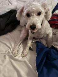 Lost Male Dog last seen Lawrence and river road, Chicago, IL 60706