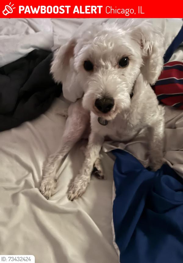 Lost Male Dog last seen Lawrence and river road, Chicago, IL 60706