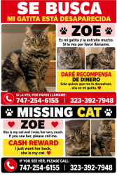 Lost Female Cat last seen Near roscue blvd, Los Angeles, CA 91402