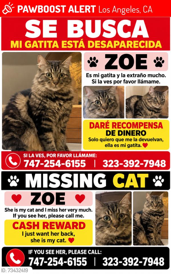 Lost Female Cat last seen Near roscue blvd, Los Angeles, CA 91402