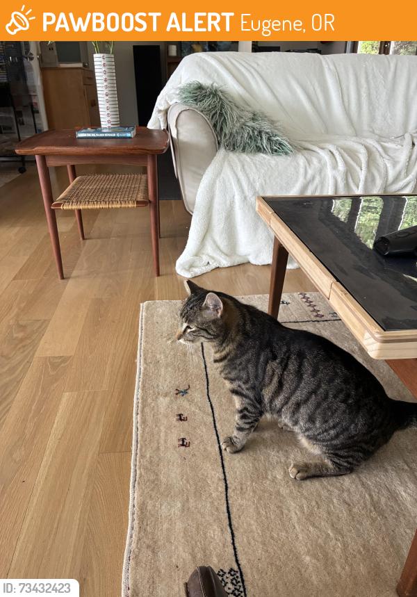 Found/Stray Female Cat last seen 39th, Eugene, OR 97405