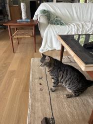 Found/Stray Female Cat last seen 39th, Eugene, OR 97405