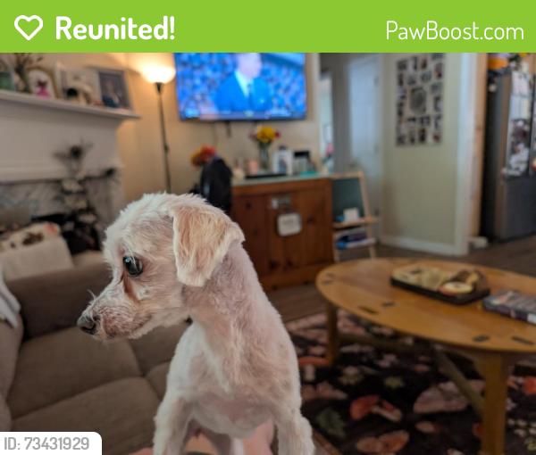 Reunited Female Dog last seen Near Roberts Trail Locust Grove Ga, Locust Grove, GA 30248