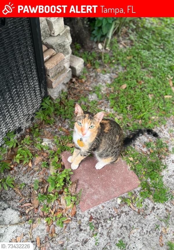 Lost Female Cat last seen Fletcher and cecelia ave, Tampa, FL 33613