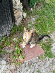 Lost Female Cat last seen Fletcher and cecelia ave, Tampa, FL 33613