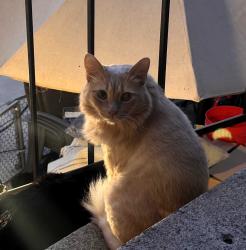 Lost Male Cat last seen Fairmount av / 44th st, San Diego, CA 92105