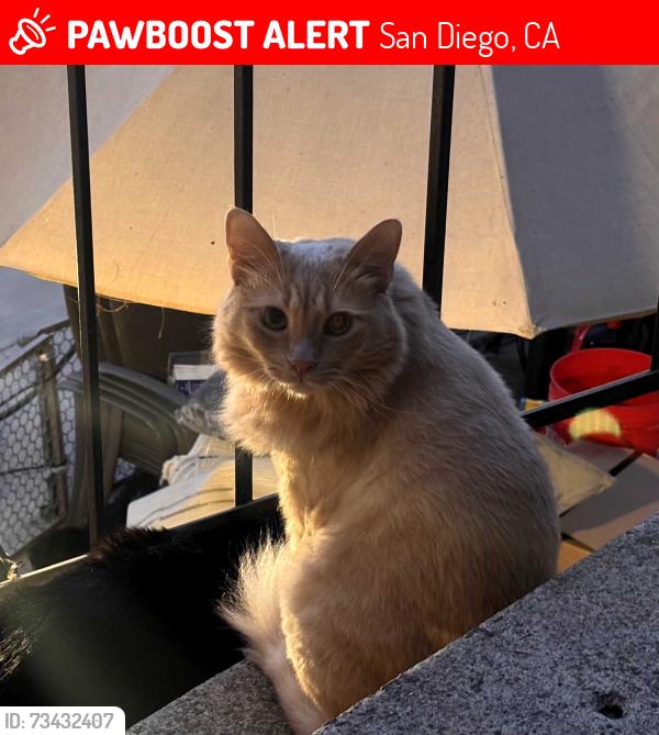 Lost Male Cat last seen Fairmount av / 44th st, San Diego, CA 92105