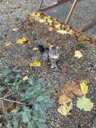Lost Female Cat last seen Jinglepot/ Wellington road, Nanaimo, BC 